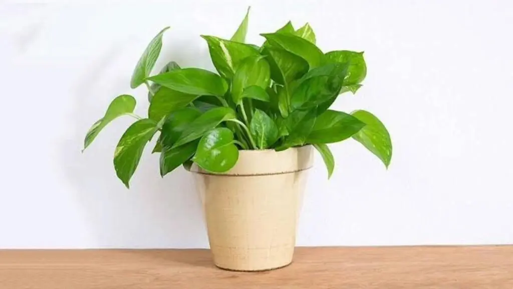 Benefits of Money Plant: मनी प्लांट घर में लगाने का सही तरीका और इसके फायदे 2 Benefits of Money Plant