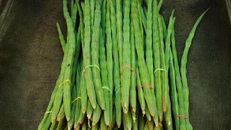 जानें सहजन के लाभ, (Benefits of Sahjan) रोज़ सेवन से मिलेंगे अद्भुत फायदे 8 Benefits of Sahjan