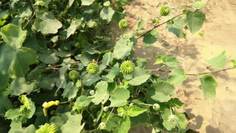 Atibala leaf juice for piles: खूनी हो या बादी, हर तरह की बवासीर को खत्म कर देगा इन पत्तियों का रस, 6 Atibala leaf juice for piles