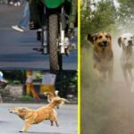 Why Dogs Chase Bikes Or Car