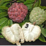 Custard Apple For Healthy Hair